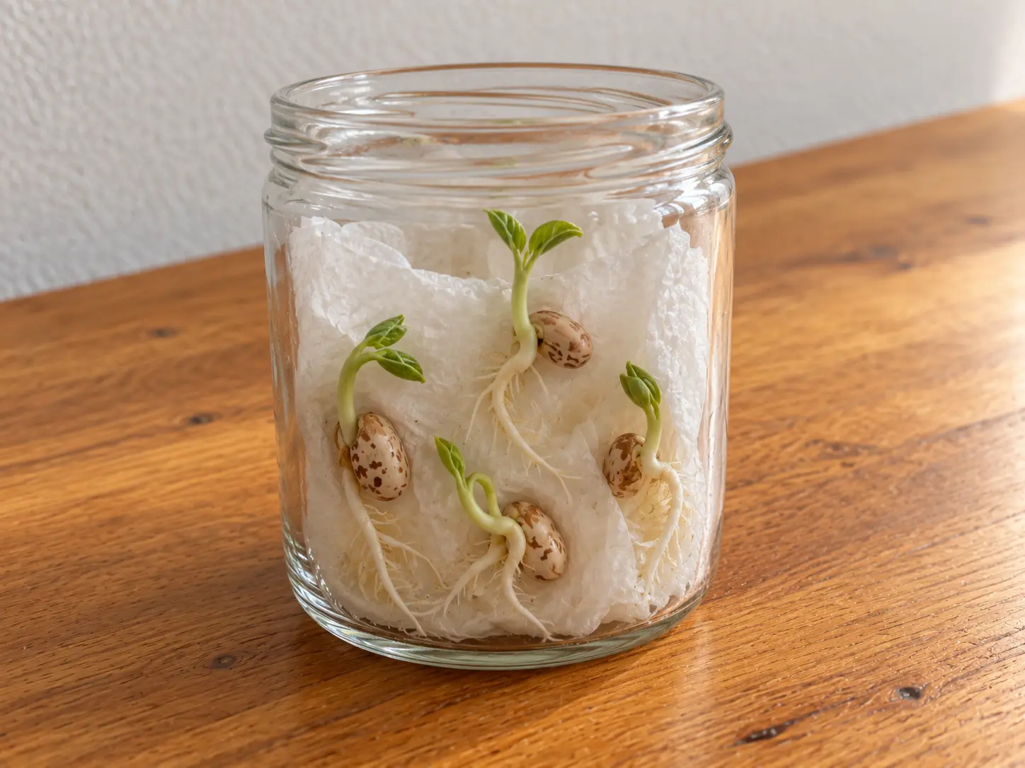 Resultado de la actividad Germinar porotos